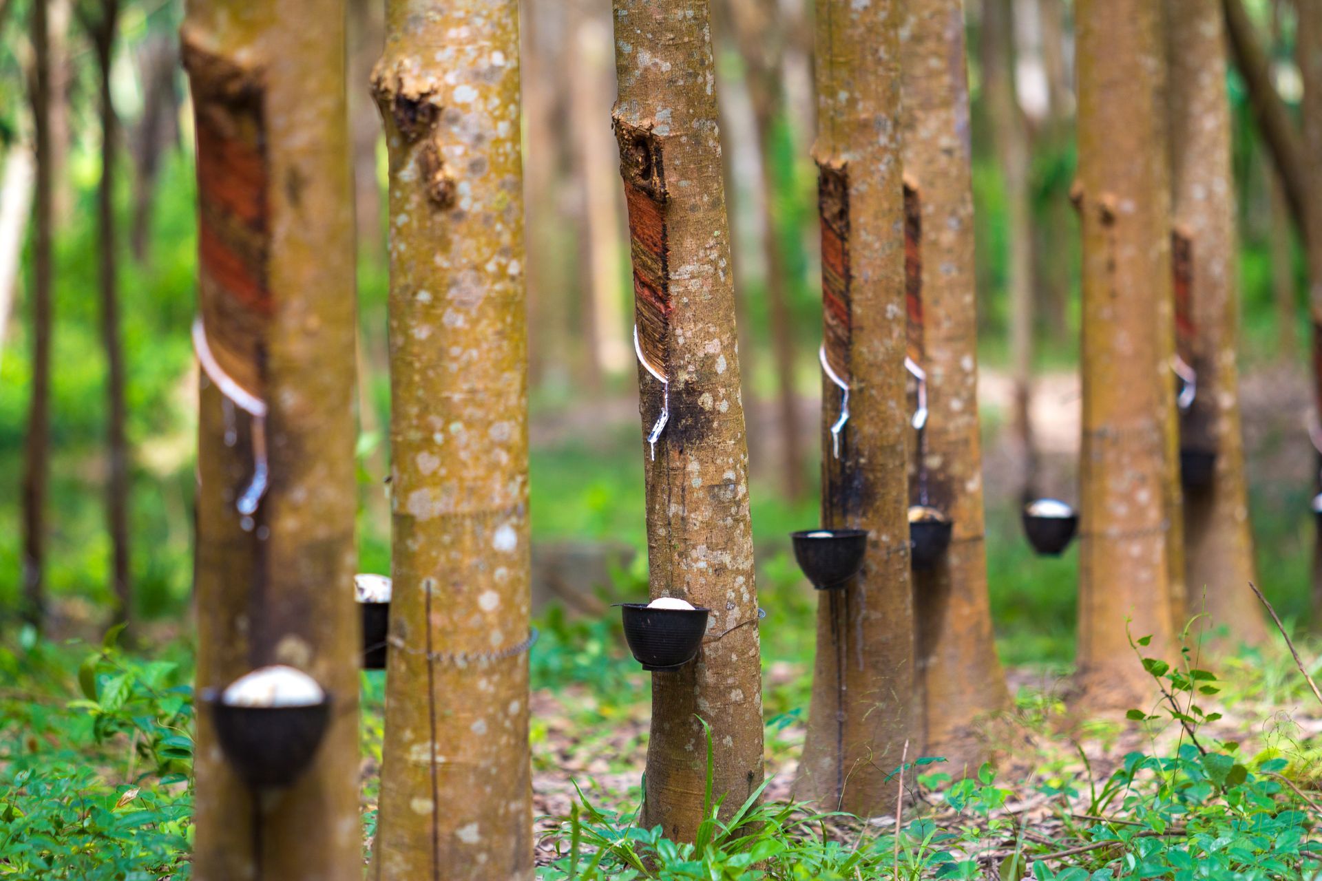 Látex natural obtenido del árbol de caucho